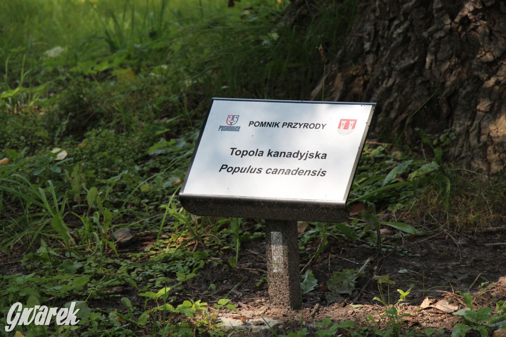 Park miejski w Pyskowicach robi wrażenie