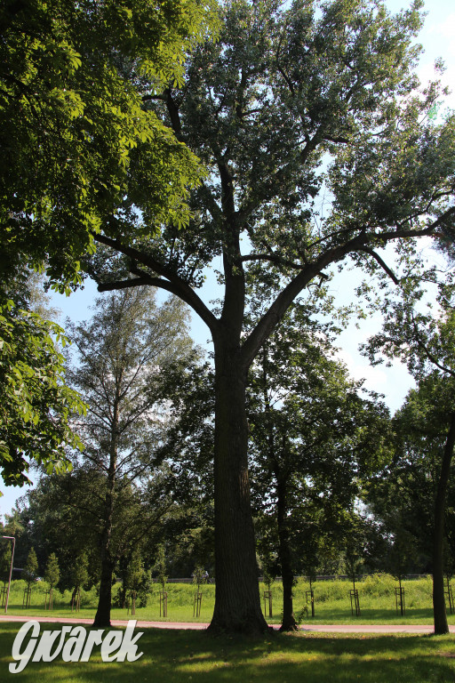 Park miejski w Pyskowicach robi wrażenie