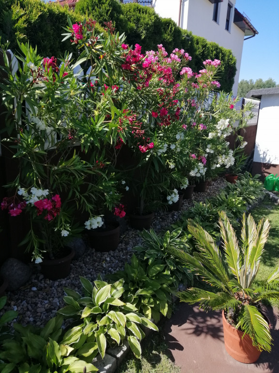 Najładniejsze ogrody. Laureaci