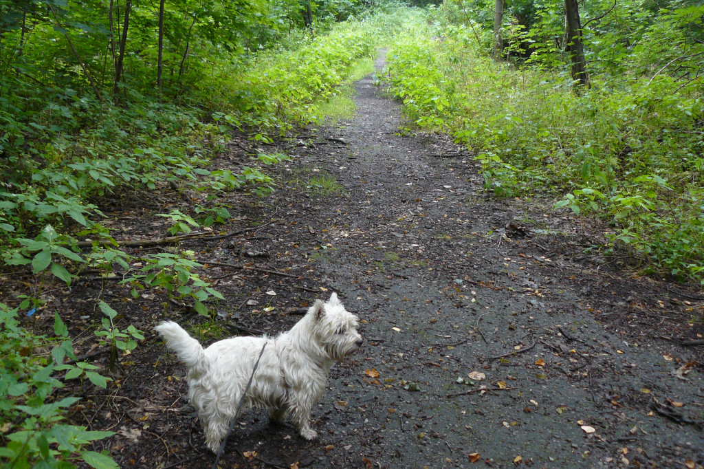 Tarnowskie Góry. Spacer po parku Piny