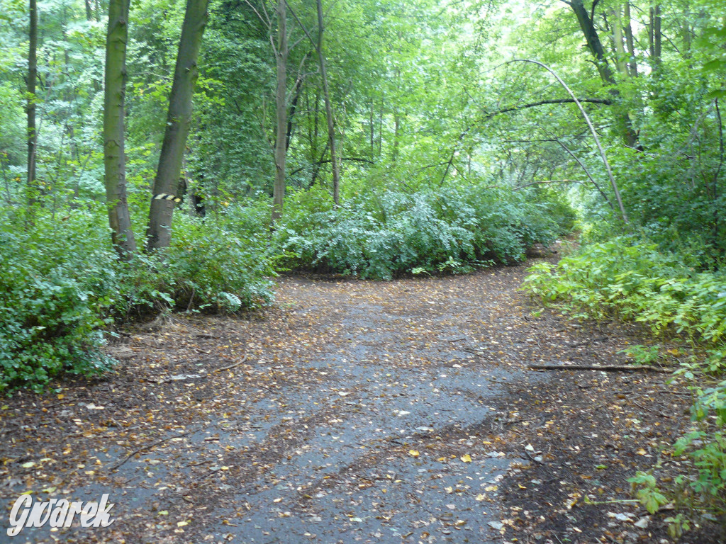 Tarnowskie Góry. Spacer po parku Piny
