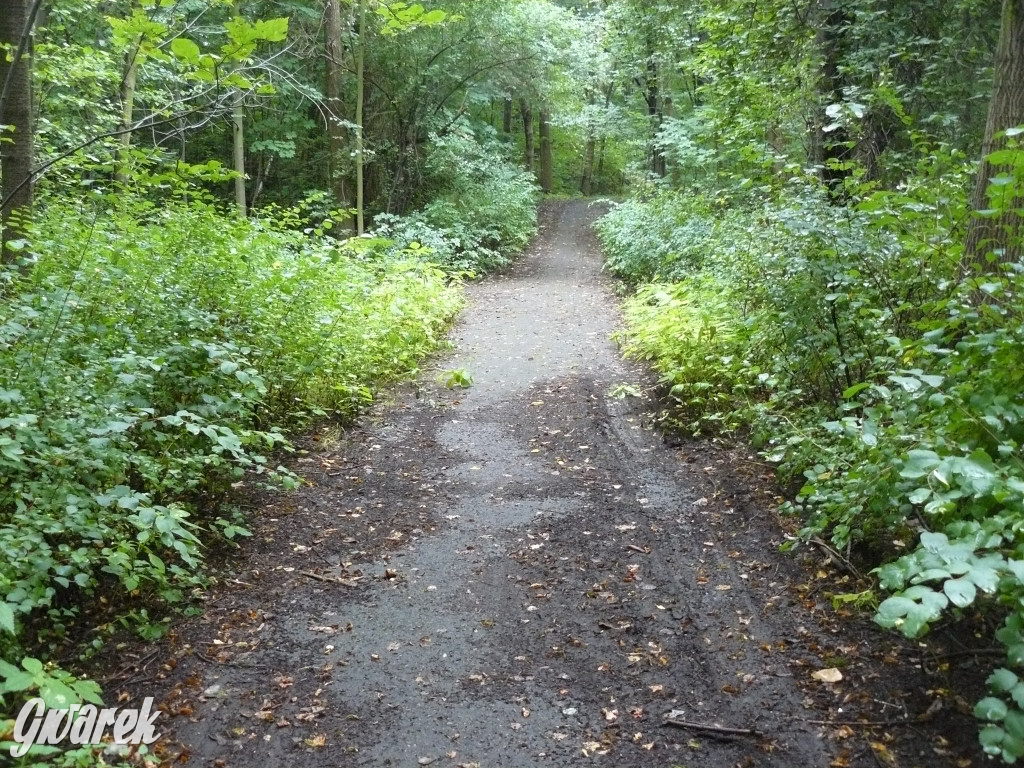 Tarnowskie Góry. Spacer po parku Piny