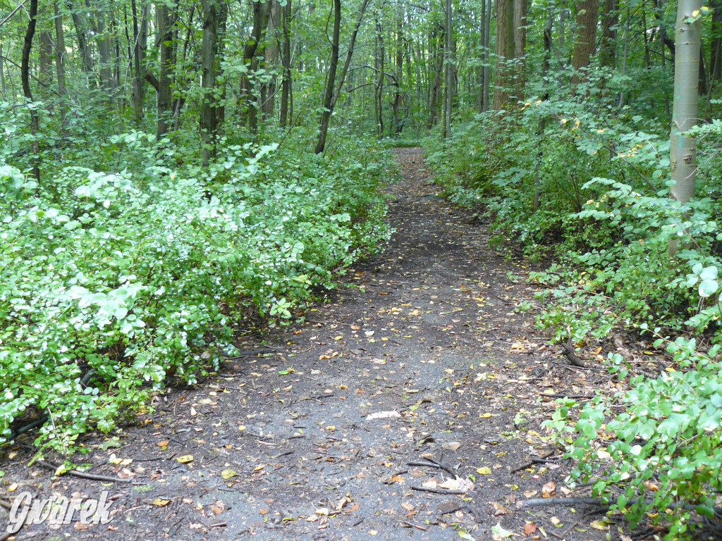Tarnowskie Góry. Spacer po parku Piny