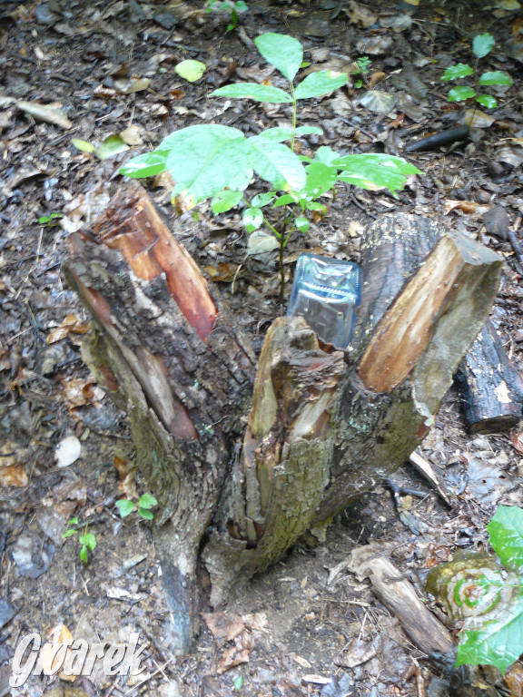 Tarnowskie Góry. Spacer po parku Piny