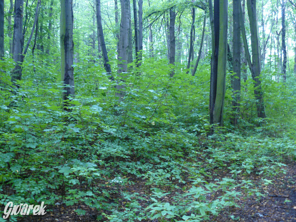 Tarnowskie Góry. Spacer po parku Piny