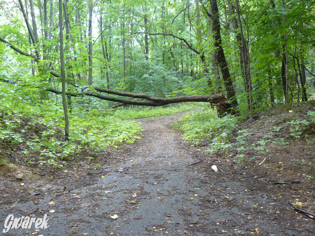 Tarnowskie Góry. Spacer po parku Piny