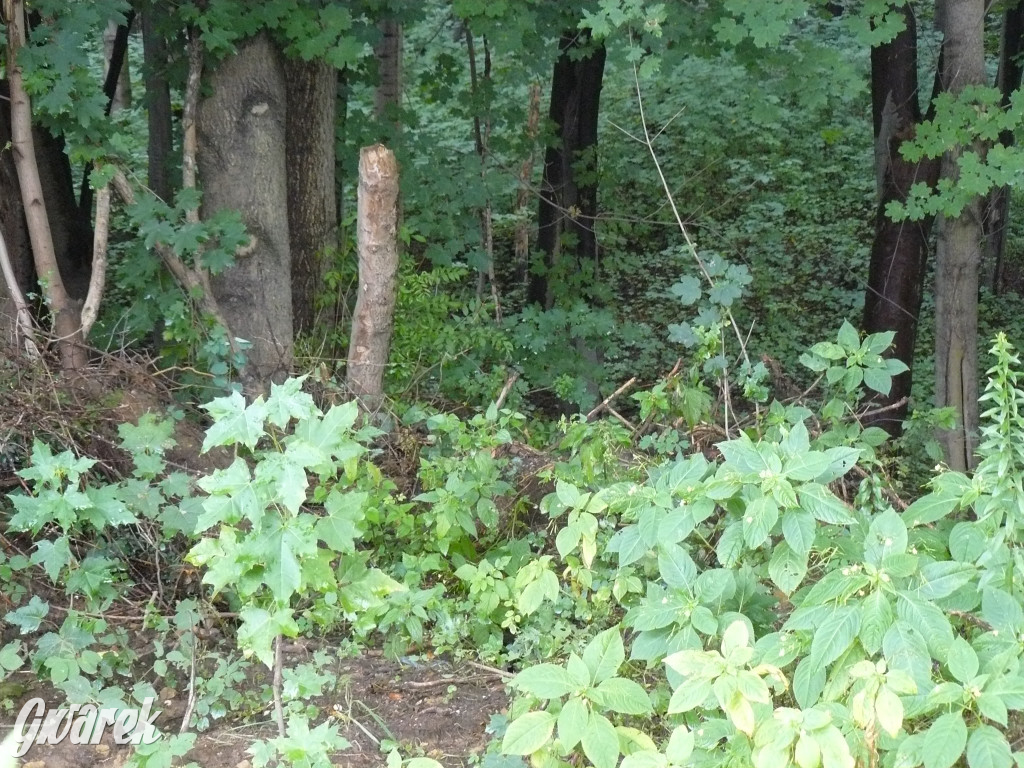Tarnowskie Góry. Spacer po parku Piny