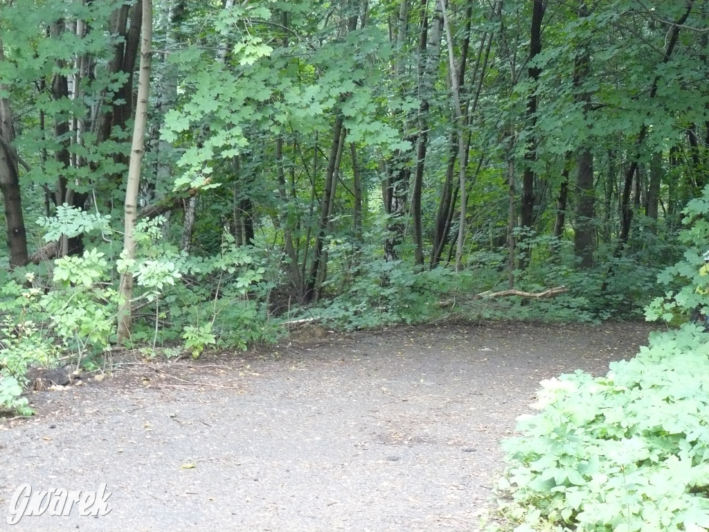 Tarnowskie Góry. Spacer po parku Piny