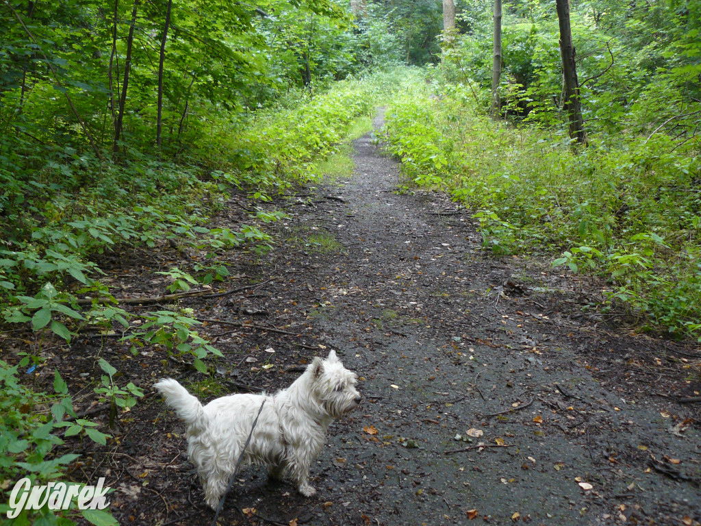 Tarnowskie Góry. Spacer po parku Piny