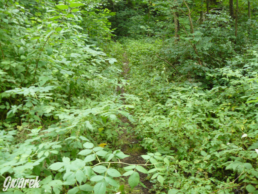 Tarnowskie Góry. Spacer po parku Piny
