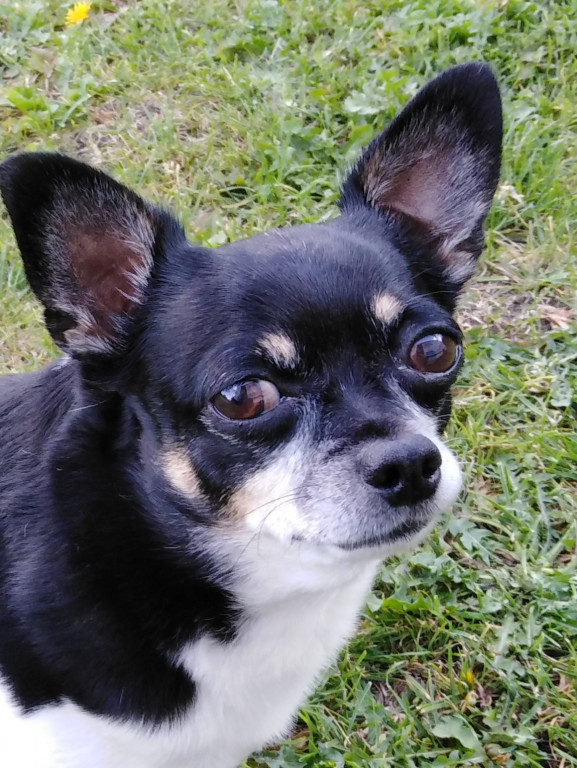 Konkurs. Superwierzaki w obiektywie