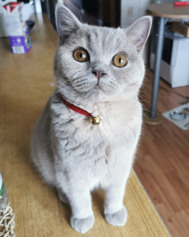 Konkurs. Superwierzaki w obiektywie