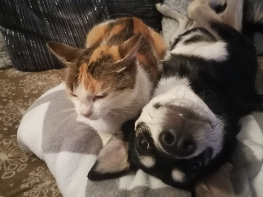 Konkurs. Superwierzaki w obiektywie