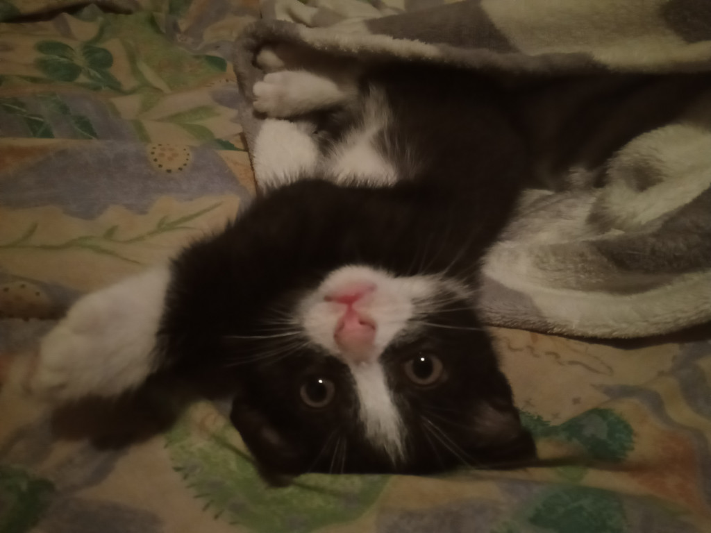 Konkurs. Superwierzaki w obiektywie