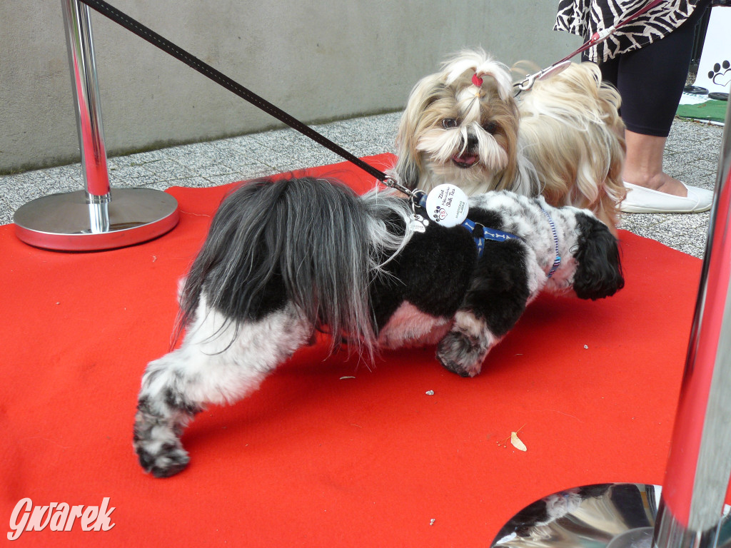 Piknik Rodzinny i Zlot Miłośników Shih Tzu