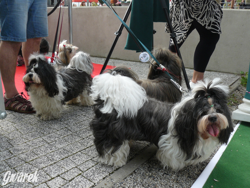 Piknik Rodzinny i Zlot Miłośników Shih Tzu