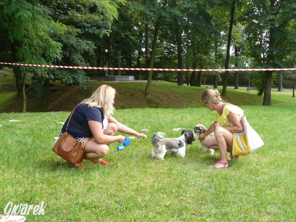 Piknik Rodzinny i Zlot Miłośników Shih Tzu