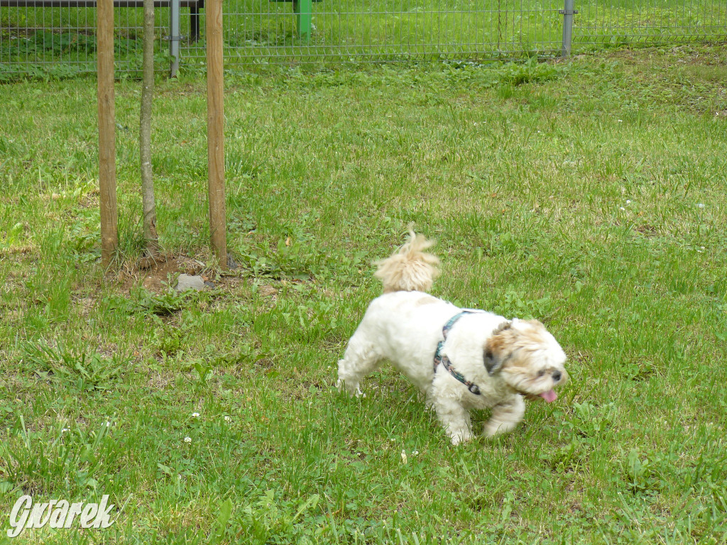 Piknik Rodzinny i Zlot Miłośników Shih Tzu