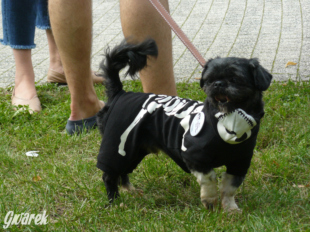 Piknik Rodzinny i Zlot Miłośników Shih Tzu