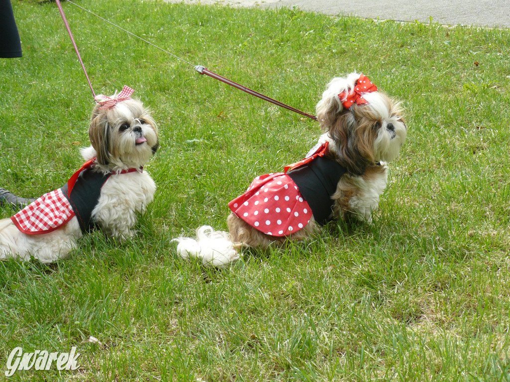 Piknik Rodzinny i Zlot Miłośników Shih Tzu