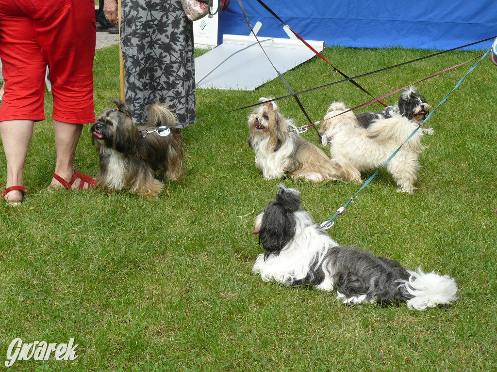Piknik Rodzinny i Zlot Miłośników Shih Tzu