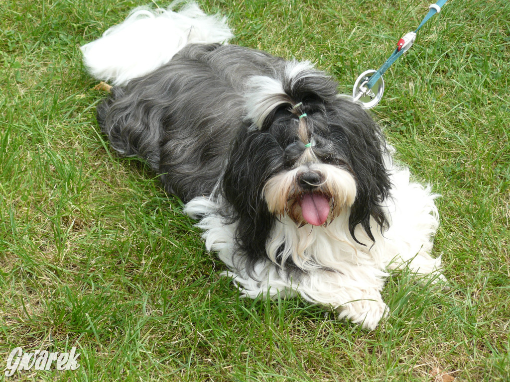 Piknik Rodzinny i Zlot Miłośników Shih Tzu
