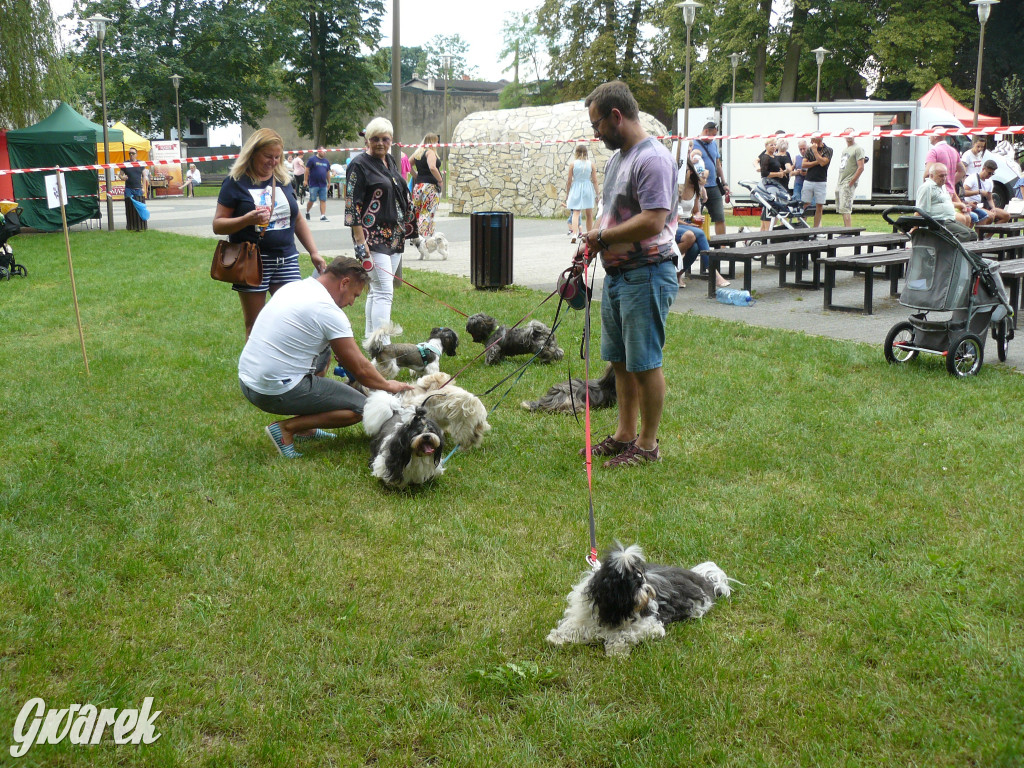 Piknik Rodzinny i Zlot Miłośników Shih Tzu