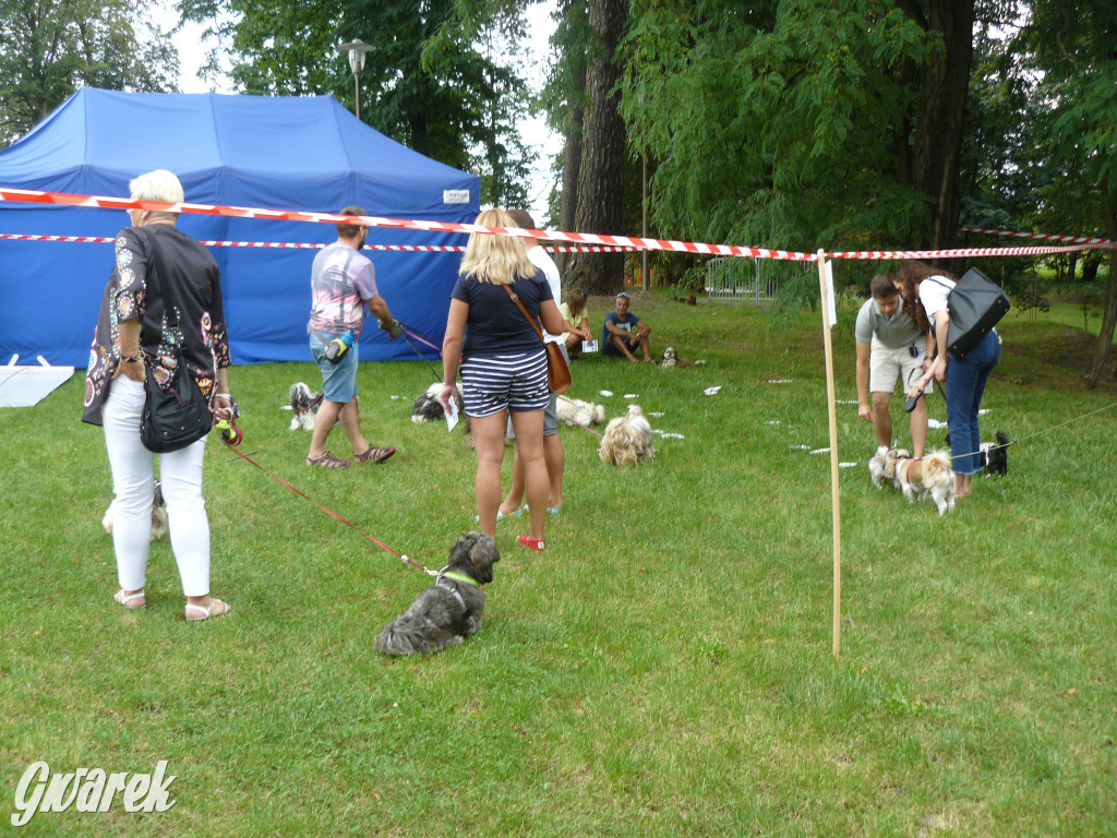 Piknik Rodzinny i Zlot Miłośników Shih Tzu