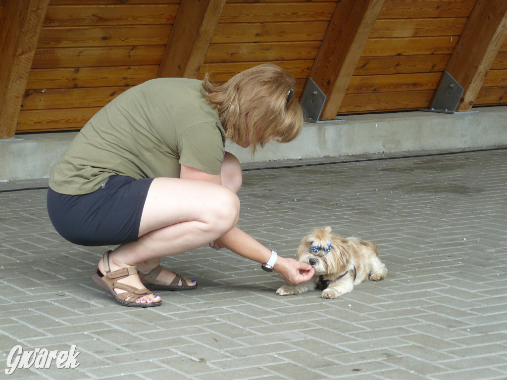 Piknik Rodzinny i Zlot Miłośników Shih Tzu