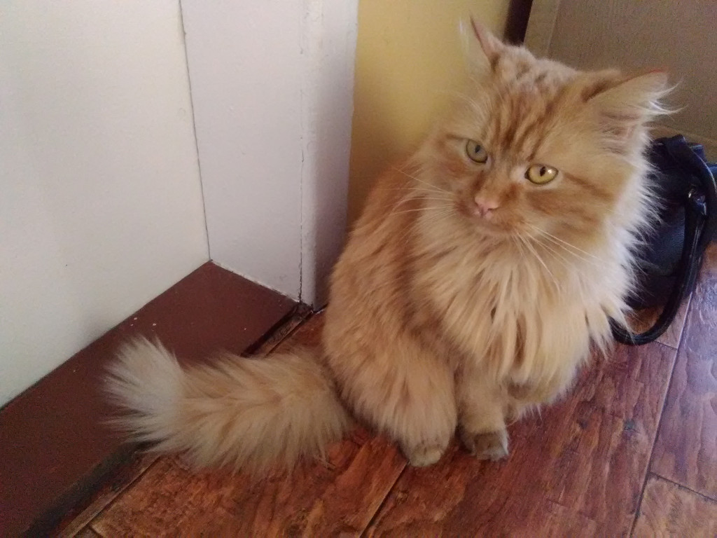 Konkurs. Superwierzaki w obiektywie