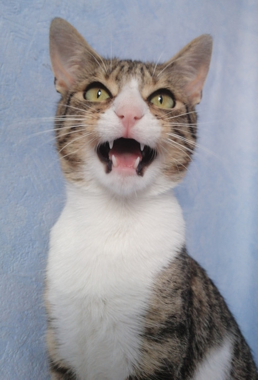 Konkurs. Superwierzaki w obiektywie