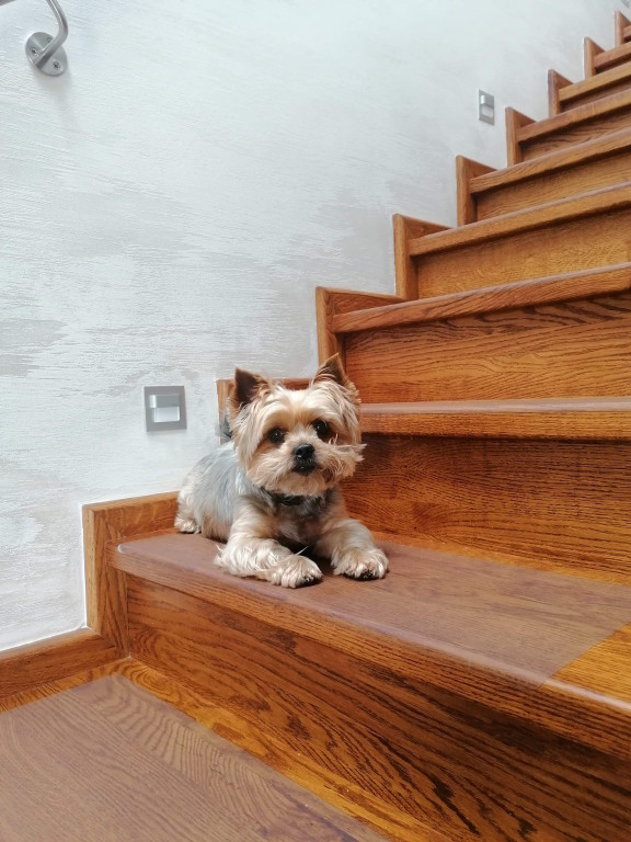 Konkurs. Superwierzaki w obiektywie