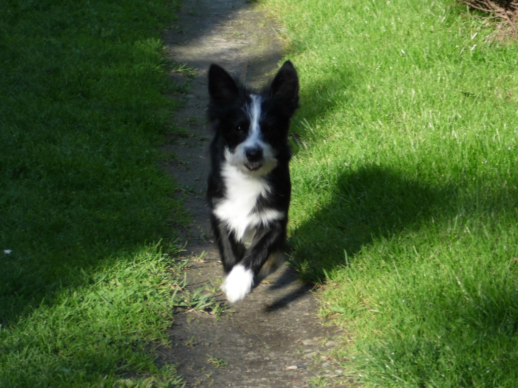 Konkurs. Superwierzaki w obiektywie