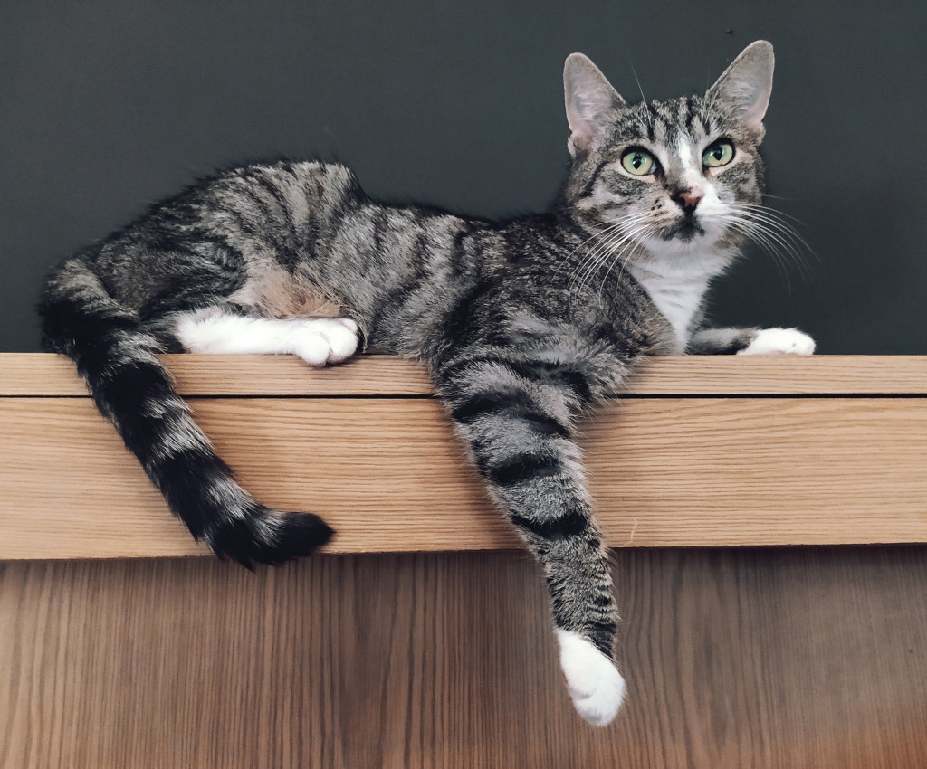 Konkurs. Superwierzaki w obiektywie