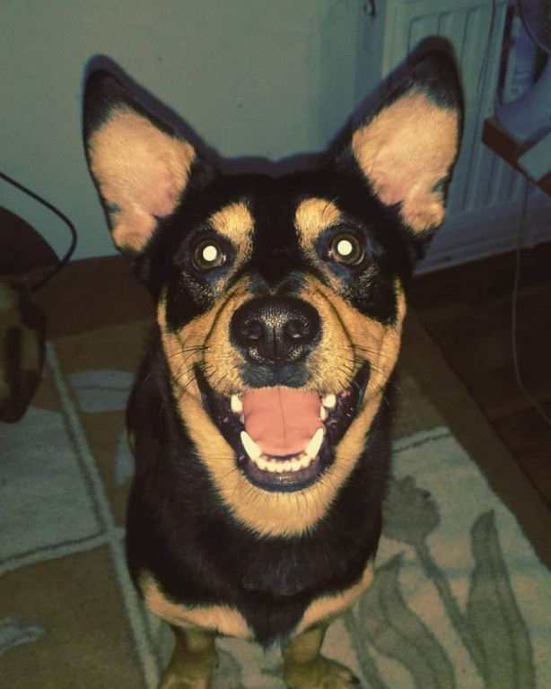 Konkurs. Superwierzaki w obiektywie