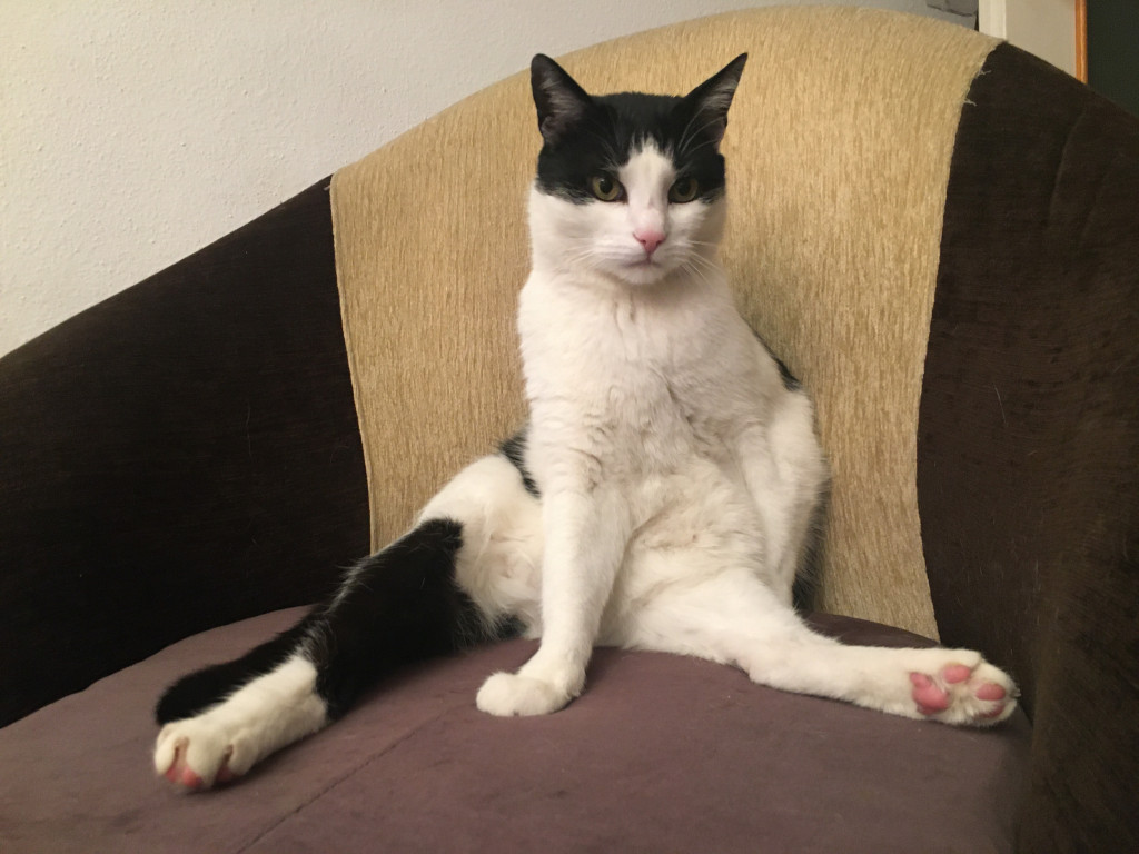 Konkurs. Superwierzaki w obiektywie