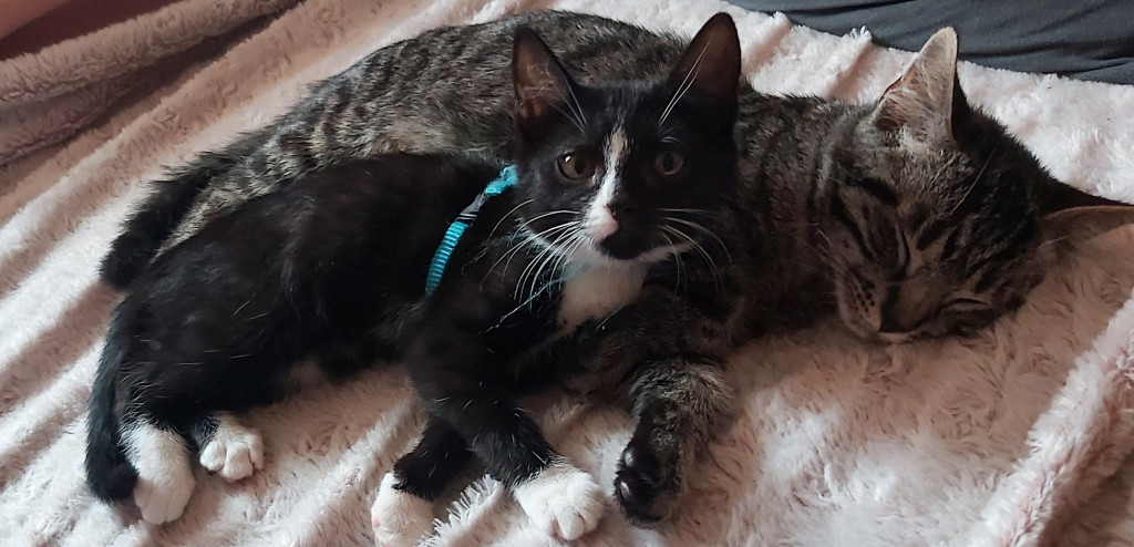 Konkurs. Superwierzaki w obiektywie