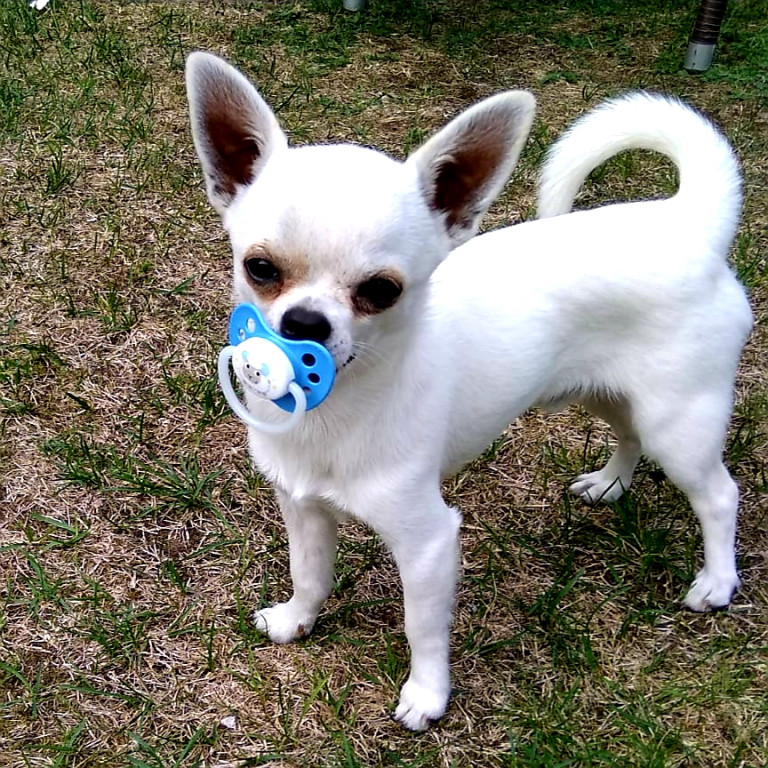 Konkurs. Superwierzaki w obiektywie