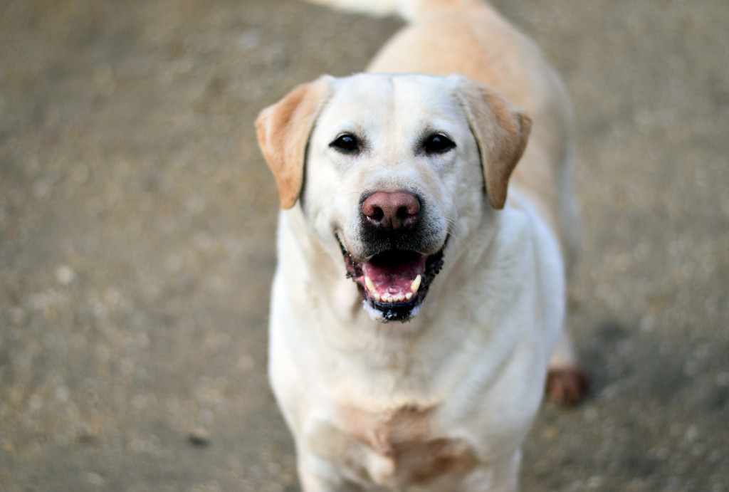 Konkurs. Superwierzaki w obiektywie