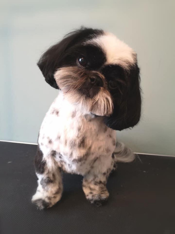 Konkurs. Superwierzaki w obiektywie