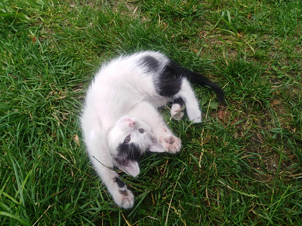 Konkurs. Superwierzaki w obiektywie