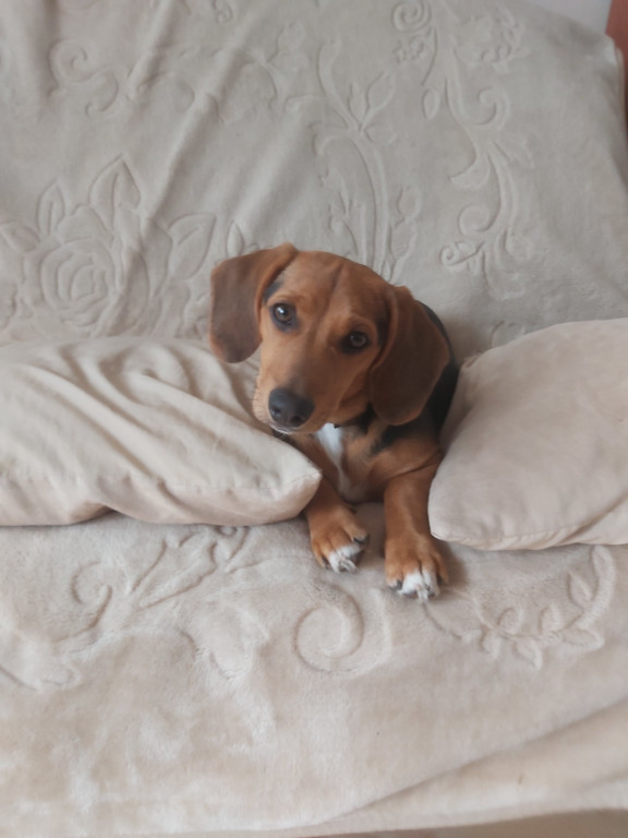 Konkurs. Superwierzaki w obiektywie