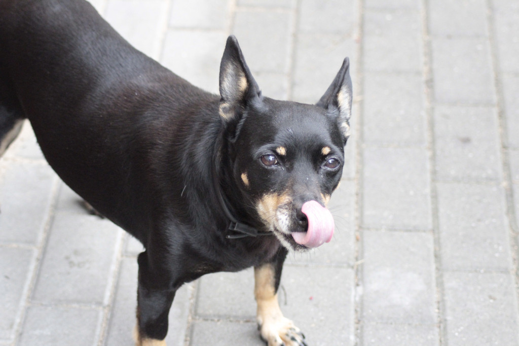 Konkurs. Superwierzaki w obiektywie