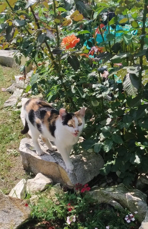 Konkurs. Superwierzaki w obiektywie