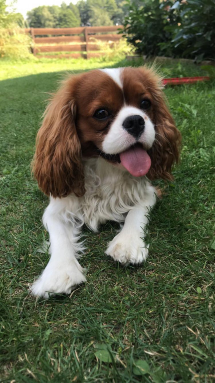 Konkurs. Superwierzaki w obiektywie