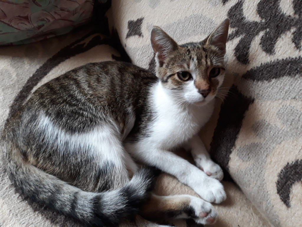 Konkurs. Superwierzaki w obiektywie