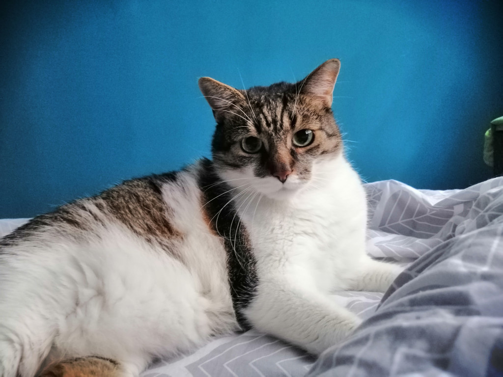 Konkurs. Superwierzaki w obiektywie