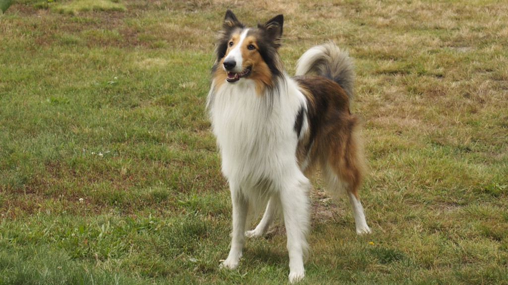 Konkurs. Superwierzaki w obiektywie