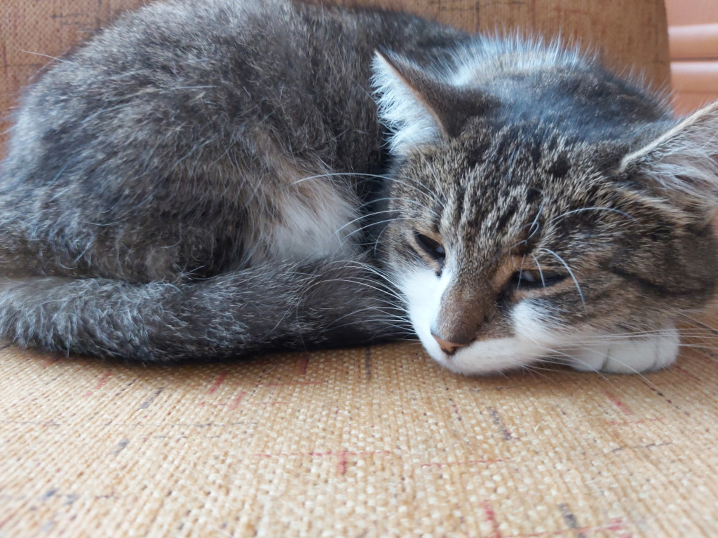 Konkurs. Superwierzaki w obiektywie