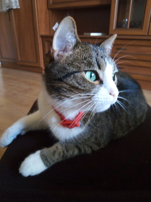 Konkurs. Superwierzaki w obiektywie